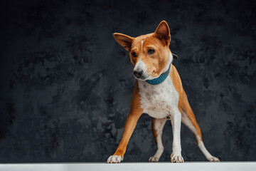 Orange purebred basenji dog standing on white table