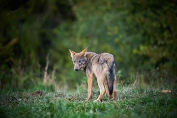 Gray wolf, Canis lupus, in the morning light.