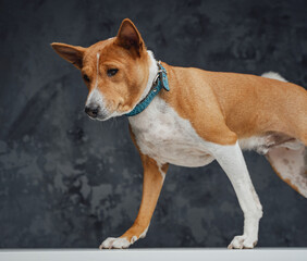Basenji breed dog with orange fur against dark background