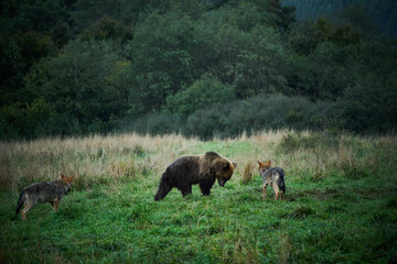 Fototapeta na wymiar Two wolf watches the brown bear.
