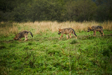 Three wolves - Canis lupus hidden in a meadow.
