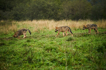 Naklejka na ściany i meble Three wolves - Canis lupus hidden in a meadow.