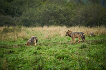 Four wolves - Canis lupus hidden in a meadow.