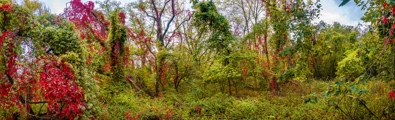 Naklejka premium Hiking through dense woods as northern hemisphere jungle with many different plants in golden Autumn colors, panorama. Concept of biodiversity and forestation.