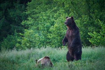Naklejka na ściany i meble Brown bear family in the grass in the meadow