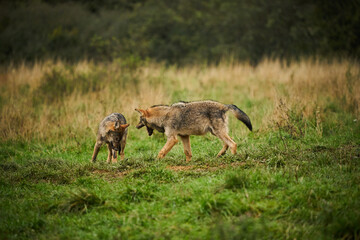 Naklejka na ściany i meble Gray wolf, Canis lupus, fight together in the morning light.
