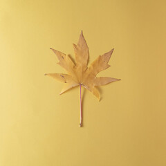 Yellow autumn leaf on a yellow background. Autumn concept.Flat lay
