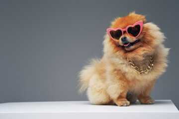 Orange pomeranian spitz dog with sunglasses and chain