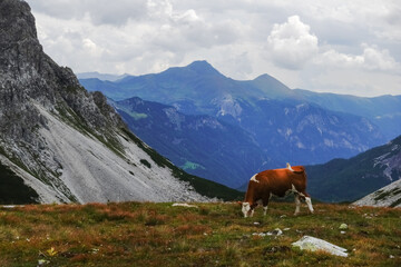 Fototapeta na wymiar single cow standing on a meadow high on a mountain with wide view