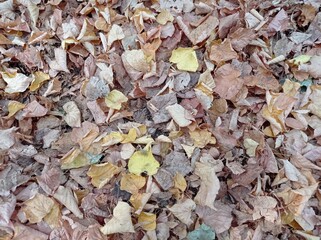 Autumn background. Yellow leaves. A variety of fallen leaves. Autumn, forest