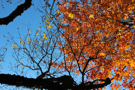 Maple branches with bright orange leaves and bare birch branches against a blue sky. Daurian birch (Lat. betula davurica). Drummondii maple. Lat. Acer rubrum ssp. Drummondii (Nut.) E. Murray