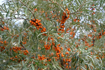 buckthorn tree