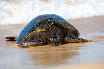 Large sea turtle coming out of the water onto a sandy beach.