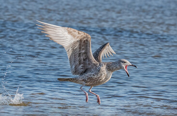 Möwe startet aus dem Wasser