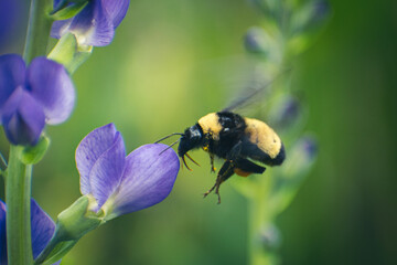 Bumblebee at Purple Flower Flying in Air
