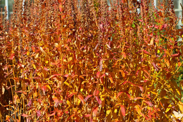 natural autumn orange background from dry stems of an ornamental plant in a botanical garden 