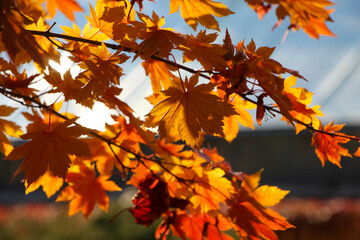 Naklejka na ściany i meble Fan maple branch with orange and red leaves in backlight against the sky in an autumn botanical garden (lat. Atropurpureum). Close-up