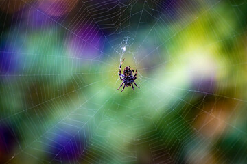 Spider in Full Web with Color Blurred Background