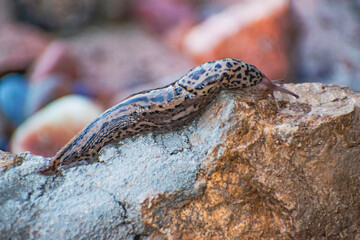 Leopard Spotted Slug on Rock