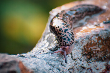 Leopard Spotted Slug on Rock