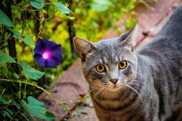 Tabby Cat in Flower Garden
