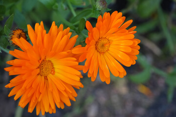 Beautiful two calendula flowers in an autumn botanical garden. Close-up 