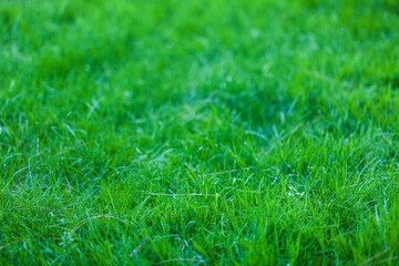 green grass texture