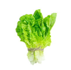 Bunch of fresh lola rosso lettuce leaf tied with plait isolated on white background.