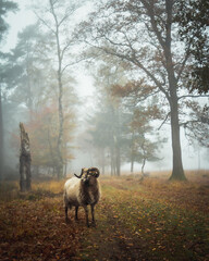 Beautiful sheep on a foggy day in the forrest in autumn 