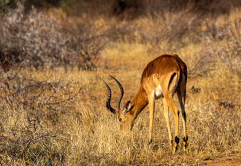 Impala antelope grazing in the dry African wilderness