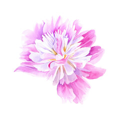 Watercolor illustration. A bud of a pink peony. Isolated over white background. Best for invitations, greetings, cards, wedding designs.