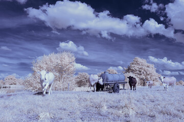 infrared photography - surreal ir photo of landscape with trees under cloudy sky - the art of our...