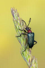 a longhorn beetle - Gaurotes virginea