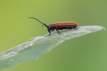 a longhorn beetle - Anaesthetis testacea