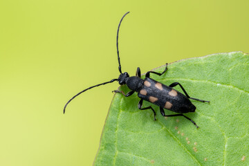 a longhorn beetle - Anoplodera sexguttata