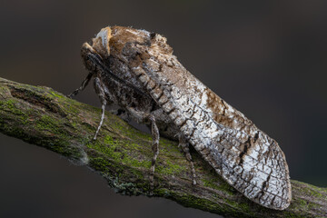 Goat Moth - Cossus cossus