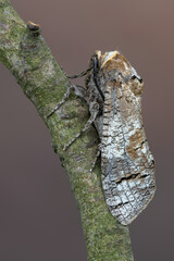 Goat Moth - Cossus cossus