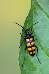 a longhorn beetle - Leptura quadrifasciata