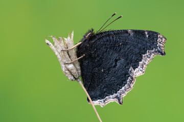 Mourning cloak - Nymphalis antiopa