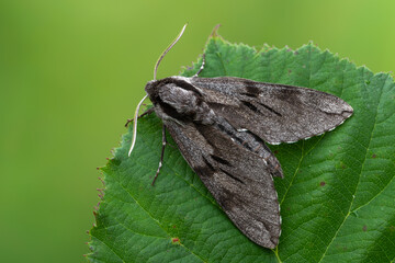 pine hawk-moth - Sphinx pinastri