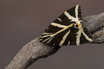 Jersey Tiger - Euplagia quadripunctaria