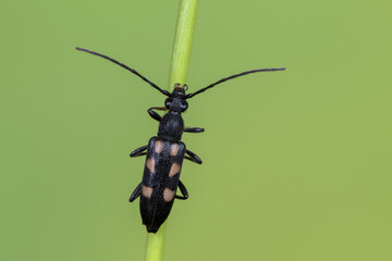 a longhorn beetle - Anoplodera sexguttata