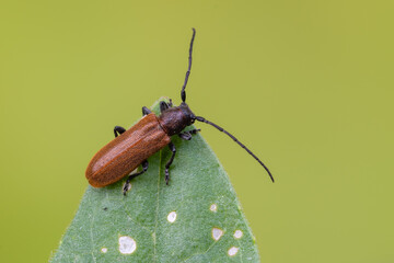 a longhorn beetle - Anaesthetis testacea