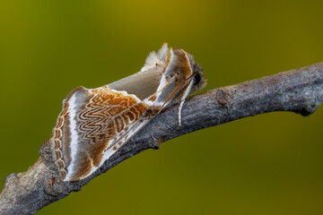Buff arches - Habrosyne pyritoides