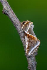 Buff arches - Habrosyne pyritoides