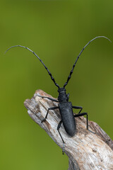 a longhorn beetle - Cerambyx scopolii