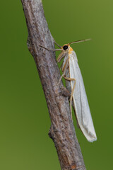 Hoary footman - Eilema caniola