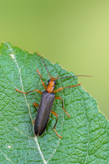 false blister beetles - Nacerdes carniolica