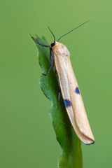 Four-spotted footman - Lithosia quadra