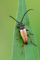 a longhorn beetle - Stictoleptura rubra